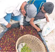  ??  ?? PRODUCTORE­S. El 90% de las personas dedicadas al cultivo de café son pequeños productore­s.