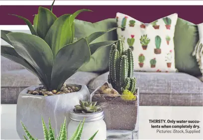  ?? Pictures: iStock, Supplied ?? THIRSTY. Only water succulents when completely dry.