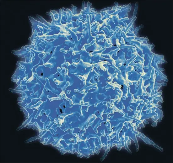  ?? NIAID ?? Los linfocitos T, como el de la imagen, tienen la capacidad de reconocer y destruir células infectadas o tumorales