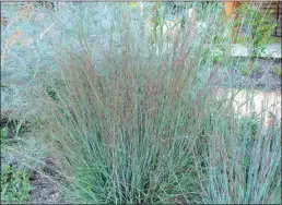  ??  ?? Little bluestem is a drought-tolerant grass, with fine foliage. (Hoffman Nursery)