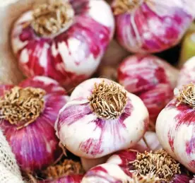  ??  ?? CULINARY ESSENTIAL: Red garlic bulbs are laid out to dry