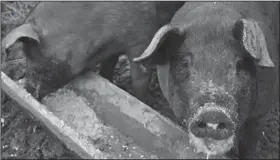  ?? Ryan Parker via AP ?? Sloppy Eaters: Two pigs consume discarded milk at Nights And Weekends Homestead in Newport, Maine. The state of Maine has recently clarified rules about giving food waste to pig farms.