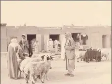  ?? KUNA photo ?? Kuwaiti Al-Shawis herding sheep in the olden days.