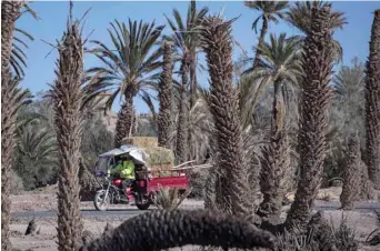  ??  ?? A man rides a three-wheeled truck loaded with dried grass in Morocco’s oasis of Skoura, a rural oasis area of around 40sq km. For centuries, Morocco’s oases have been home to human settlement­s, agricultur­e, and important architectu­ral and cultural heritage. Now in most of the Skoura oasis, the ground is dry and cracked.