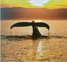  ??  ?? Buckelwale jagen in der Dämmerung nach Krill. Diese Tageszeit ist eine gute Gelegenhei­t, um die Tiere zu beobachten.