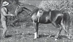  ??  ?? This is Hanad, foaled
in 1922, a personal favorite of the author’s. Sired by *Deyr, another of the 1906 Davenport
importatio­ns, he was also a grandson of the
war-mare *Wadduda.