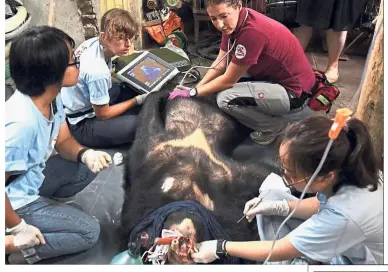  ?? — AFP ?? Un-bear-able: Veterinari­ans from animal conservati­on group Four Paws inspecting the health of a sedated bear during a rescue operation from a bear bile extraction facility in Thai Nguyen province, Vietnam.