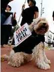  ??  ?? PUT MINE ON PAWS: Olly the activist dog joins protesters outside the forum.