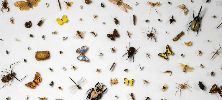  ??  ?? Auf die enorme Bedeutung der Insekten in der Natur weist derzeit die Sonderauss­tellung „Insekten – lebenswich­tig!“(bis 30. Juni) des Zoologisch­en Museums der Universitä­t Zürich hin. Von dort stammt unser Bild.