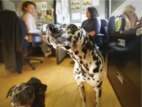  ?? BERNARD WEIL PHOTOS/TORONTO STAR ?? Jigsaw, left, and Hailey are owned by employees and have the run of the office at the St. Felix Centre. Jigsaw spends much of his day with guests.