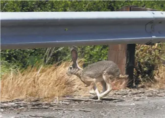  ?? Brant Ward / The Chronicle 2010 ?? Wildlife that become road kill will have to be cleaned and eaten if a new state bill passes.