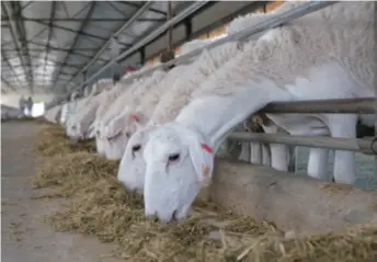  ??  ?? The Jinken Farming Group’s sheep shed in Yutian, a county in Xinjiang Uygur Autonomous Region, northwest China, on September 20