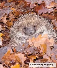  ?? ?? A hibernatin­g hedgehog.