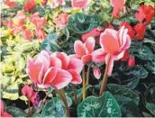  ?? LESLIE CRAWFORD UCCE SAN DIEGO MASTER GARDENER ?? Cyclamen plants are usually grown indoors, but they thrive where it’s cool, away from direct sun.