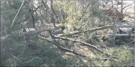  ?? STAFF PHOTO BY PAUL LAGASSE ?? This fallen tree damaged part of a wooden fence in front of the Charles County Department of Public Works facility in La Plata. The strong winds that whipped through Southern Maryland on Friday knocked it and several neighborin­g trees over.