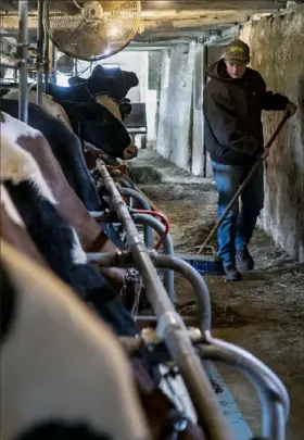  ?? Alexandra Wimley/Post-Gazette ?? William Thiele sweeps feed, which is mixed with excess milk that his dairy farm’s producer won’t take due to decreased demand during the COVID19 pandemic, on Tuesday at the family farm in Cabot.