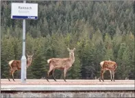  ?? ?? Deer on the platform at Rannoch, near Fort William