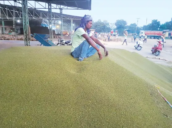  ??  ?? A bumper harvest has not brought down retail prices. Consumers are still buying moong dal for per kg and tur dal for per kg