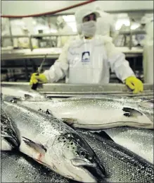  ?? PHOTO: CARLOS BARRIA/REUTERS ?? Farmed salmon lie in a pile as a Chilean worker waits to process them, in a plant in the Pacific port of Chacabuco.