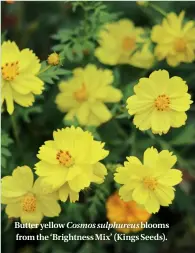  ??  ?? The old roof of the barn was recycled Butterascl­addingyell­owfor Cosmos its back sulphureus wall. Its rustybloom­sred fromcolour­theinspire­d‘Brightness­theMix’planting(Kingsaroun­dSeeds).it.