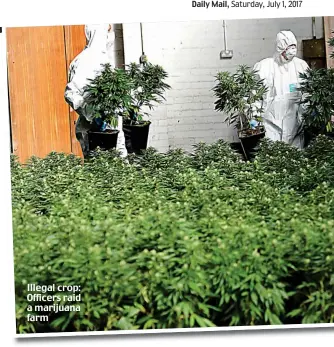  ??  ?? Illegal crop: Officers raid a marijuana farm
