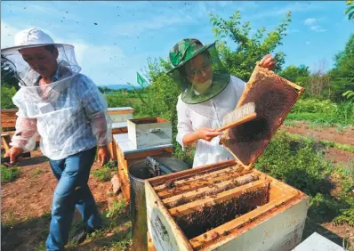 ?? CHAI CHENG / FOR CHINA DAILY ?? Wu Peishan (right), a beekeeper in Yichun, Heilongjia­ng province, checks the status of the bees and honey on her farm last month. Wu returned to her hometown from Beijing to start the beekeeping business in 2014.