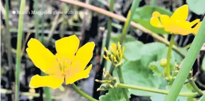  ??  ?? Marsh Marigolds glow with colour