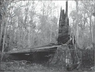  ??  ?? ‘The Senator,’ a 3,500-year-old Cypress tree, lies burned and broken at Big Tree Park in Longwood, Fla., on Monday. The tree caught fire in the early morning and burned from the inside out throughout the day until firefighte­rs were called to put it...