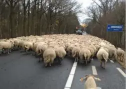  ?? FOTO GVB ?? De kudde schapen is op weg van Eksel naar Bocholt, waar de 800 dieren op 18 december een evenement rond WO I extra cachet geven.