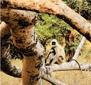  ??  ?? Gray langurs have a symbiotic relationsh­ip with deer in the parks of Madhya Pradesh, warning each other of approachin­g tigers.