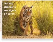  ??  ?? Get the chance to see tigers on safari