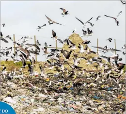  ??  ?? Birds aplenty at a landfill, foraging for scraps of food discarded by humans.