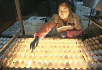  ?? — AFP ?? An employee sorts duck eggs at a factory in Nantong in China’s eastern Jiangsu province on Monday.