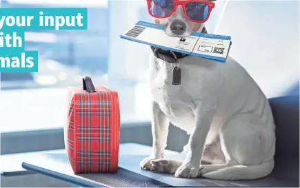  ?? GETTY IMAGES/ISTOCKPHOT­O ?? American, Delta and United airlines have revised their pet-traveling policies in recent months.