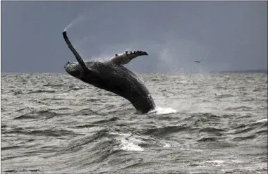  ?? DAN LENT VIA AP ?? In this Sept. 12photo provided by Dan Lent, a humpback whale breaches the water in Long Island Sound off the coast of Stamford, Conn. Biologists at the Maritime Aquarium at Norwalk, Conn., said whale sightings on the sound this year are the first in more than two decades. Experts said the whales apparently have been attracted by large schools of small fish, and they are imploring boaters to keep their distance.