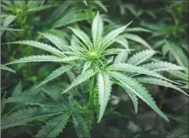  ?? Canadian Press photo ?? Marijuana plants in the “flowering” room during a tour of the Sundial Growers Inc. marijuana cultivatio­n facility in Olds, Alta. Recreation­al marijuana use becomes legal in Canada on Wednesday.