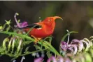  ?? ?? An ‘i’iwi, a threatened species of Hawaiian honeycreep­er, on the island of Kaua ځ i. The species is now susceptibl­e to avian malaria. Photograph: Jim Denny/AP