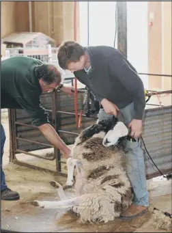  ??  ?? wooly good: Chief shearer Ross Priddle demonstrat­es his craft on a Jacob sheep at Sacrewell Farm. PICTURE: Andy Laithwaite