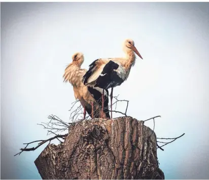  ?? RP-FOTO: RALPH MATZERATH ?? Naturschüt­zer bitten: Abstand halten und aus der Ferne genießen.