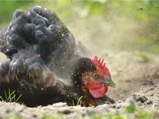  ??  ?? Dust baths help chickens combat mites.