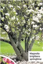  ??  ?? Magnolia brightens springtime