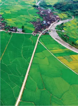  ??  ?? Rice field in Dahun Village, Wutun Town of Wuyishan City, Fujian. Xi Jinping greatly inspired ecological progress in Fujian, which he believes to have the most valuable and abundant ecological resources, making it the most competitiv­e and challengin­g...
