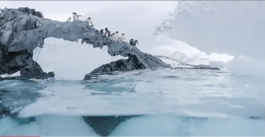  ?? CHRISTIAN ASLUND /GREENPEACE ?? Adelie penguins are one of the species that has been affected by changes in the Antarctic. When an ice shelf collapsed in the Ross Sea, only two chicks were born and an estimated 18,000 died after their parents were unable to access their feeding grounds.