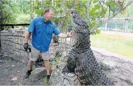  ?? RICARDO RAMIREZ BUXEDA/ORLANDO SENTINEL ?? Mike Hileman scratches Sultan, a Nile crocodile, at Gatorland.