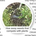  ??  ?? Hoe away weeds that compete with plants