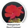  ?? ?? Pelargoniu­m ‘Paul Crampel’ © Woottens Plants