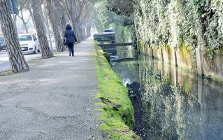  ??  ?? Dannosi I pini marittimi stanno causando gravi danni a strada e marciapied­e