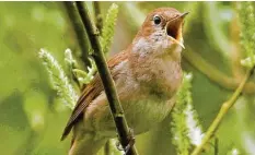  ?? Foto: Birdlife_internatio­nal ?? Nachtigall­männchen sind bekannt für ihren vielfältig­en Gesang. Der klingt nicht nur schön – er übermittel­t auch wichtige Informatio­nen.