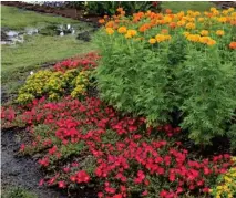  ??  ?? Top: French marigolds are smaller but have more flower variety than American marigolds.
Bottom: Also called the African marigold, various series of the American marigold can range from 15 inches to 3 feet in height. (Photos by MSU Extension...