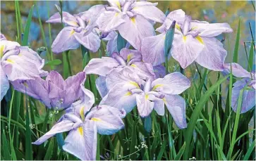  ??  ?? Wetland wonder: Japanese water irises Iris laevigata have bright, huge blooms
